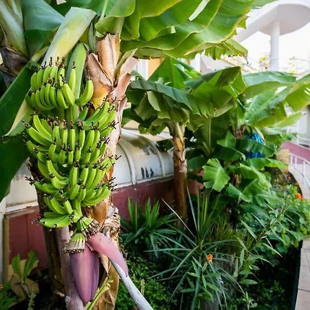 Διαμέρισμα Orlando 85 *